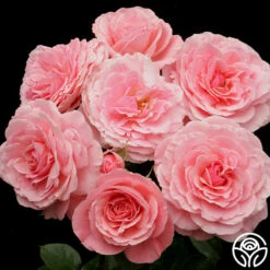 Sexy Rexy® -FloraFinesse Shop sexy rexy 5 8