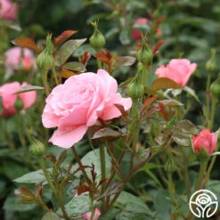 Sexy Rexy® -FloraFinesse Shop sexy rexy 8 7