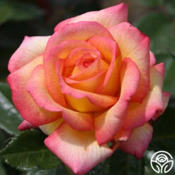 Sheila's Perfume 19 Sheila's Perfume -FloraFinesse Shop sheilas perfume 1