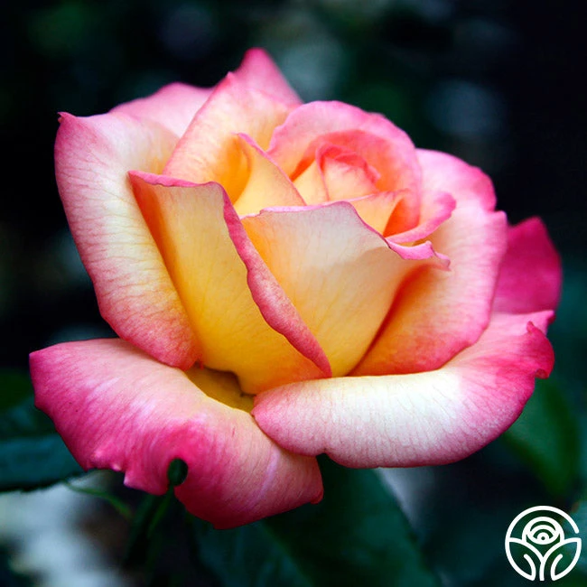 Sheila's Perfume 6 Sheila's Perfume - Image 6