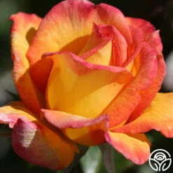 Sheila's Perfume 23 Sheila's Perfume -FloraFinesse Shop sheilas perfume 3