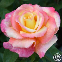 Sheila's Perfume 27 Sheila's Perfume -FloraFinesse Shop sheilas perfume 4