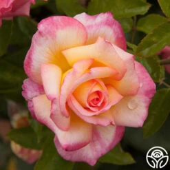 Sheila's Perfume 24 Sheila's Perfume -FloraFinesse Shop sheilas perfume 5