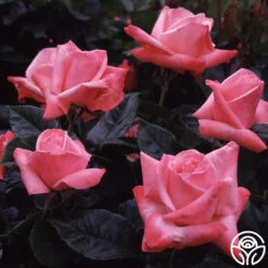 Silver Jubilee® -FloraFinesse Shop silver jubilee 5 8