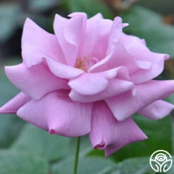 Singin' The Blues -FloraFinesse Shop singin the blues 2 1