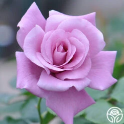 Singin' The Blues -FloraFinesse Shop singin the blues 3 1 1