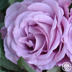 Singin' The Blues -FloraFinesse Shop singin the blues 4 1