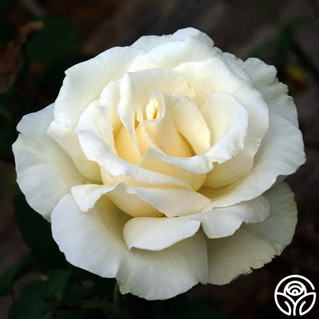 Snow Queen 1 Snow Queen