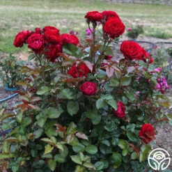 Songs Of Praise™ 15 Songs Of Praise™ -FloraFinesse Shop songs of praise 3 4