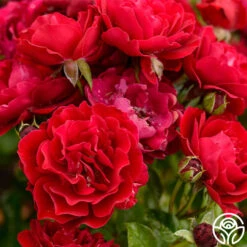 Songs Of Praise™ 10 Songs Of Praise™ -FloraFinesse Shop songs of praise 4 5