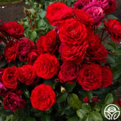 Songs Of Praise™ 11 Songs Of Praise™ -FloraFinesse Shop songs of praise 7