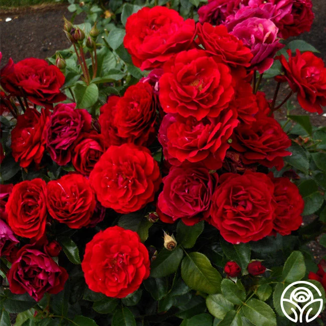 Songs Of Praise™ 4 Songs Of Praise™ - Image 4