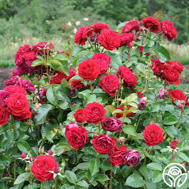 Songs Of Praise™ 2 Songs Of Praise™ - Image 2