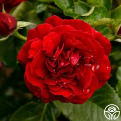 Songs Of Praise™ 13 Songs Of Praise™ -FloraFinesse Shop songs of praise 9