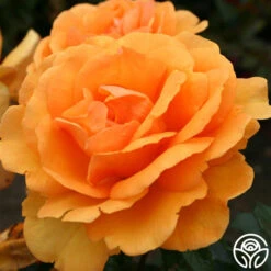 Sunbelt® South Africa® -FloraFinesse Shop south africa 2 1