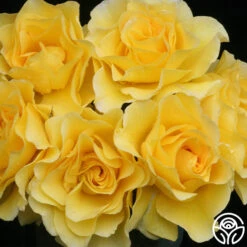 Sparkle & Shine™ -FloraFinesse Shop sparkle shine 1