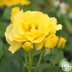 Sparkle & Shine™ -FloraFinesse Shop sparkle shine 4