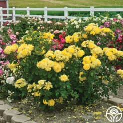 Sparkle & Shine™ -FloraFinesse Shop sparkle shine 5