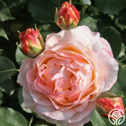 Spiced Coffee™ 10 Spiced Coffee™ -FloraFinesse Shop spiced coffee 1