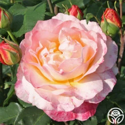 Spiced Coffee™ 11 Spiced Coffee™ -FloraFinesse Shop spiced coffee 2 1