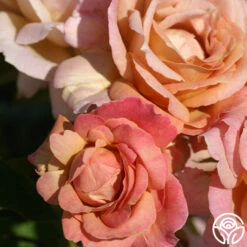 Spiced Coffee™ 9 Spiced Coffee™ -FloraFinesse Shop spiced coffee 3