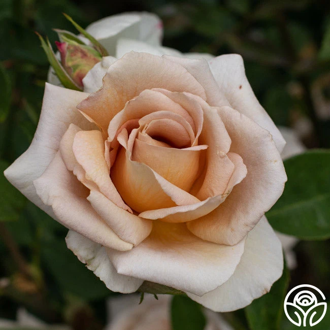 Spiced Coffee™ 7 Spiced Coffee™ - Image 7