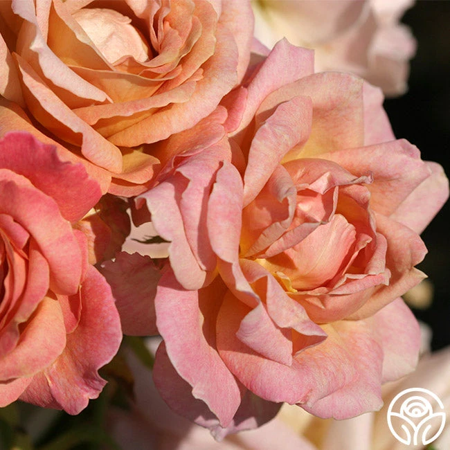 Spiced Coffee™ 2 Spiced Coffee™ - Image 2