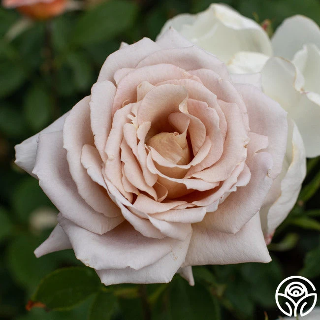 Spiced Coffee™ 6 Spiced Coffee™ - Image 6