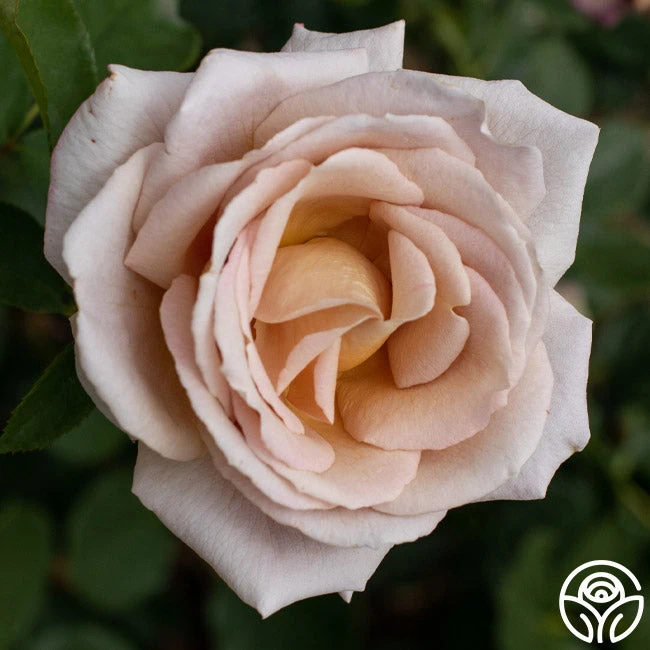 Spiced Coffee™ 1 Spiced Coffee™