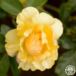 St. Christopher™ -FloraFinesse Shop st christopher logo 03