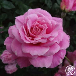 St. Elisabeth Of Hungary 12 St. Elisabeth Of Hungary -FloraFinesse Shop st elisabeth 1