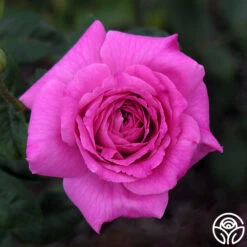 St. Elisabeth Of Hungary 14 St. Elisabeth Of Hungary -FloraFinesse Shop st elisabeth 3