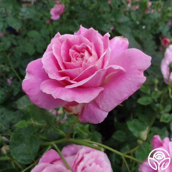 St. Elisabeth Of Hungary 8 St. Elisabeth Of Hungary - Image 8