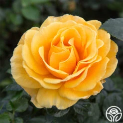 St. Tropez -FloraFinesse Shop st tropez