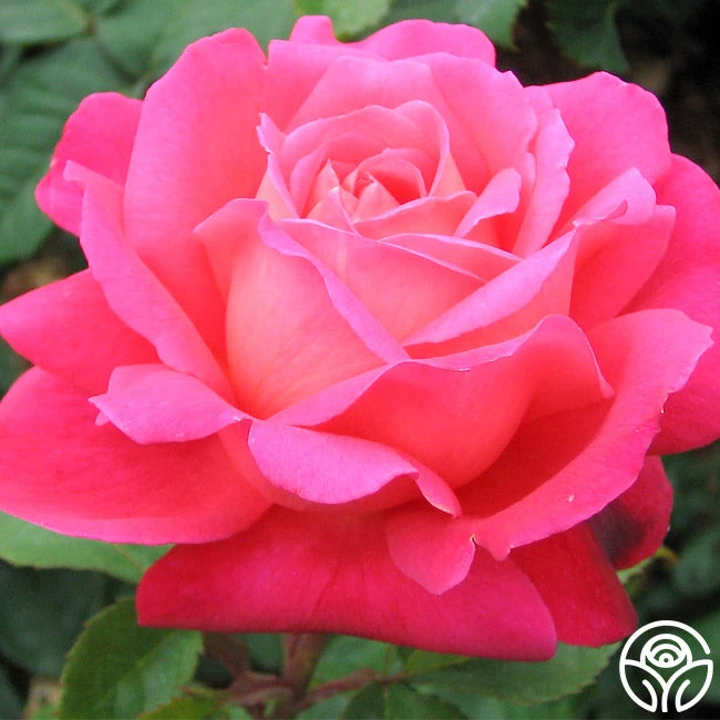 Star Of The Nile™ 1 Star Of The Nile™