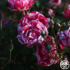 Stars 'n' Stripes Forever™ -FloraFinesse Shop stars n stripes forever 11