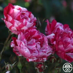 Stars 'n' Stripes Forever™ -FloraFinesse Shop stars n stripes forever 13