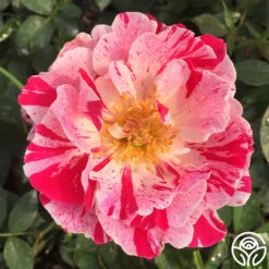 Stars 'n' Stripes Forever™ -FloraFinesse Shop stars n strips forever 4jpg 1