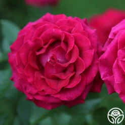 Stiletto™ -FloraFinesse Shop stiletto 2 copy