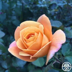 Strike It Rich™ 13 Strike It Rich™ -FloraFinesse Shop strike it rich 1 2