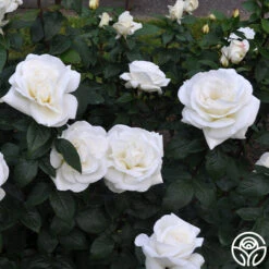 Sugar Moon -FloraFinesse Shop sugar moon 11