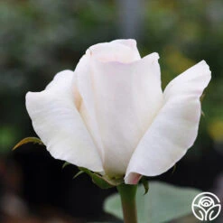 Sugar Moon -FloraFinesse Shop sugar moon 1 7