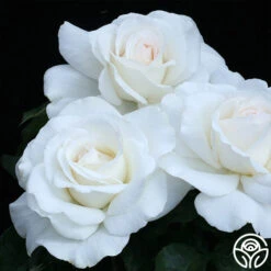 Sugar Moon -FloraFinesse Shop sugar moon 3 8