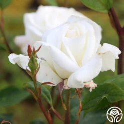 Sugar Moon -FloraFinesse Shop sugar moon 5 1