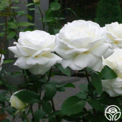 Sugar Moon -FloraFinesse Shop sugar moon 8