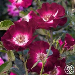 Sultry Sangria™ -FloraFinesse Shop sultry sangria 1 1