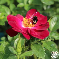 Sultry Sangria™ -FloraFinesse Shop sultry sangria 2 1