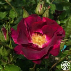 Sultry Sangria™ -FloraFinesse Shop sultry sangria 3