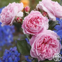 Parfuma® Summer Romance 16 Parfuma® Summer Romance -FloraFinesse Shop summer romance 1 2