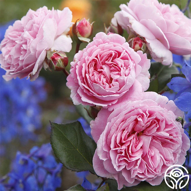 Parfuma® Summer Romance 3 Parfuma® Summer Romance - Image 3